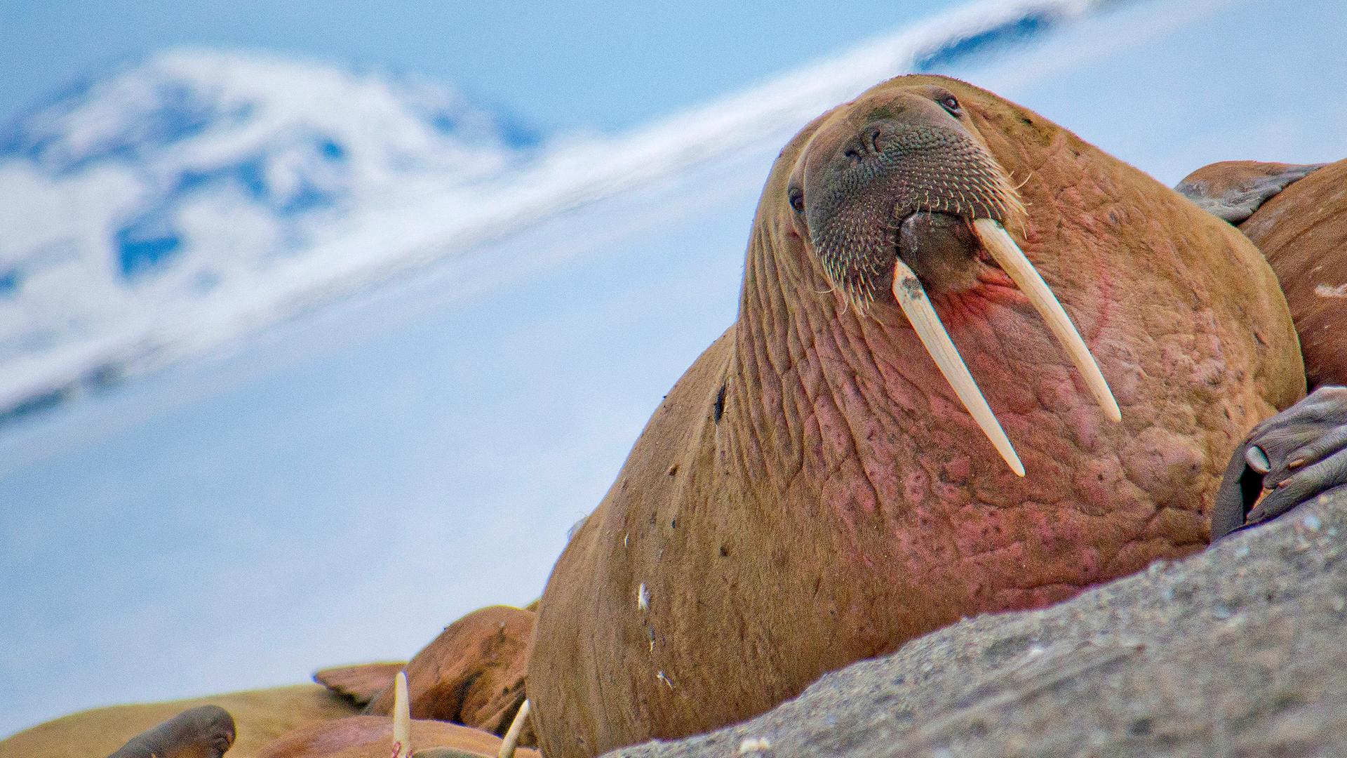 Walross in der Arktis