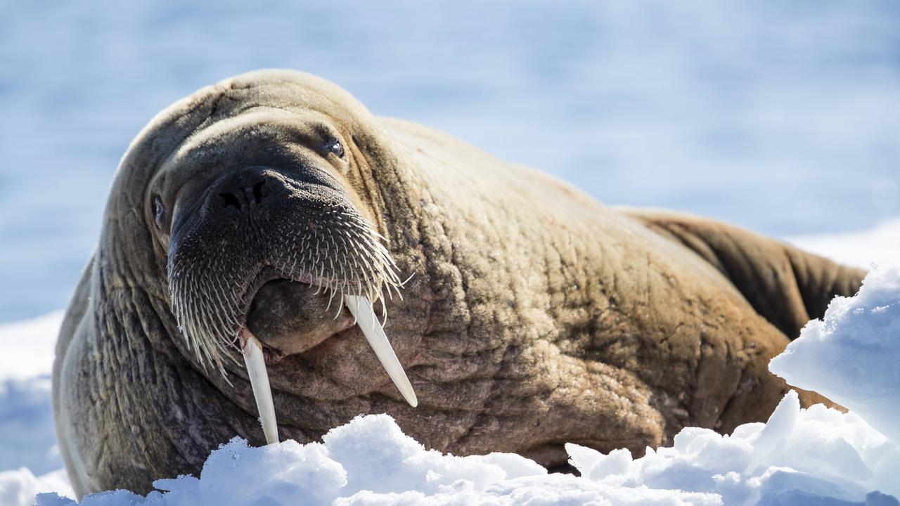Größte jemals entdeckte Walross-Kolonie - ZDFheute