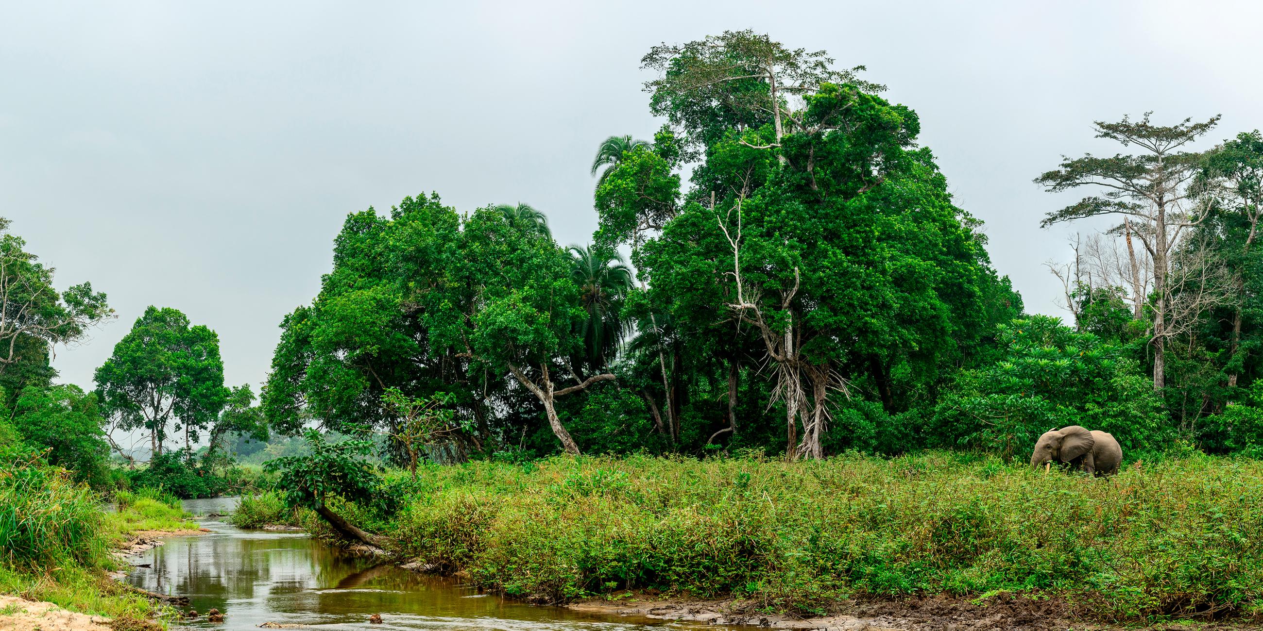 Odzala-Kokoua National Park, Waldmassiv im Kongo