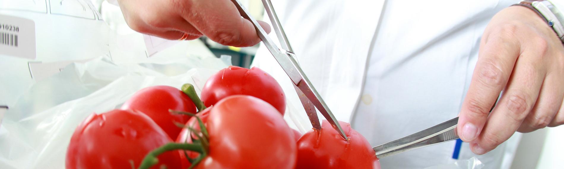 Ein Haufen von Tomaten liegt auf einer Plastikfolie und wird von zwei Händen mit jeweils einer Laborschere angeschnitten.