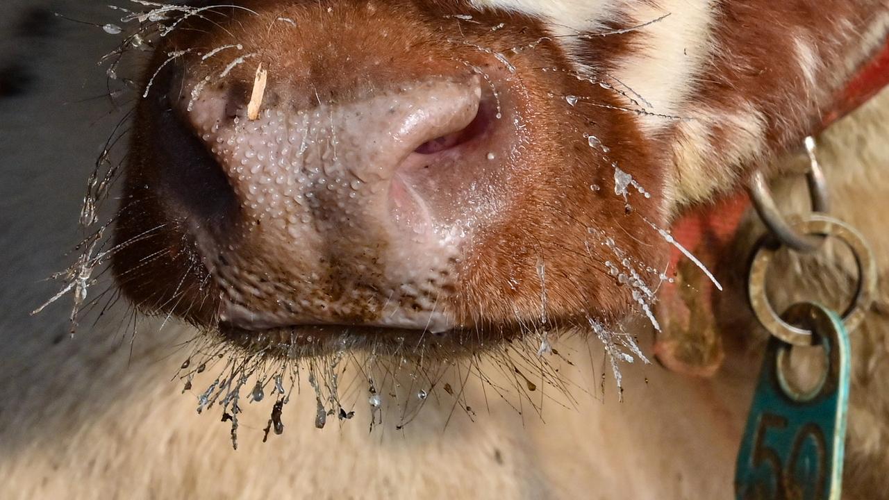 Rinderwahn bei Kuh in Niederlanden entdeckt