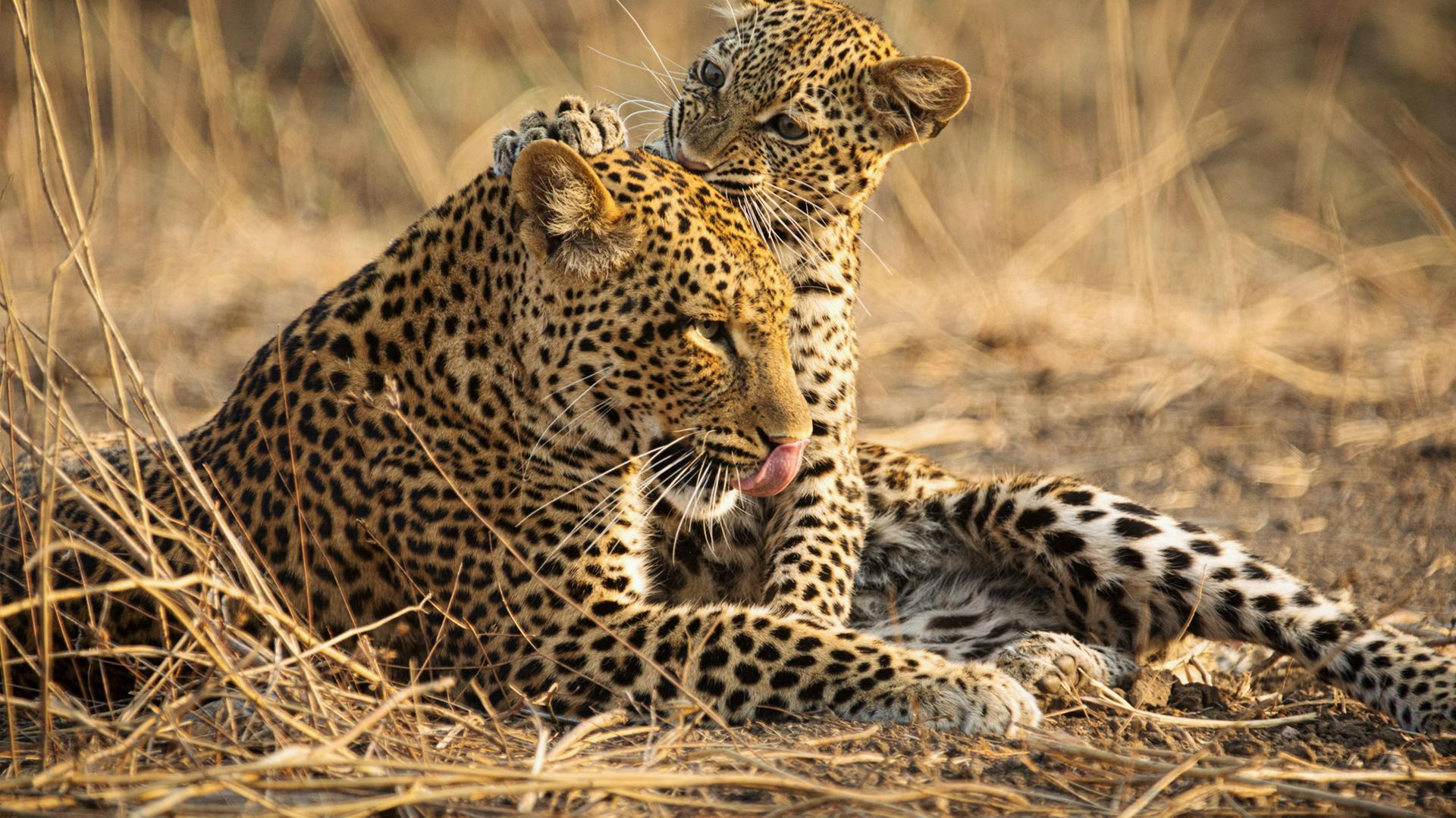 Eine Leopardin mit ihrem Jungen