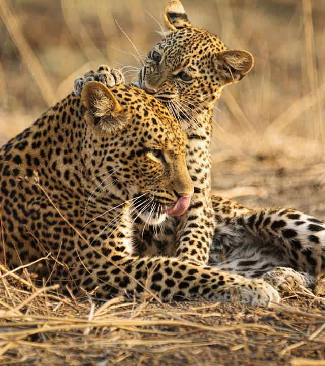 Eine Leopardin mit ihrem Jungen
