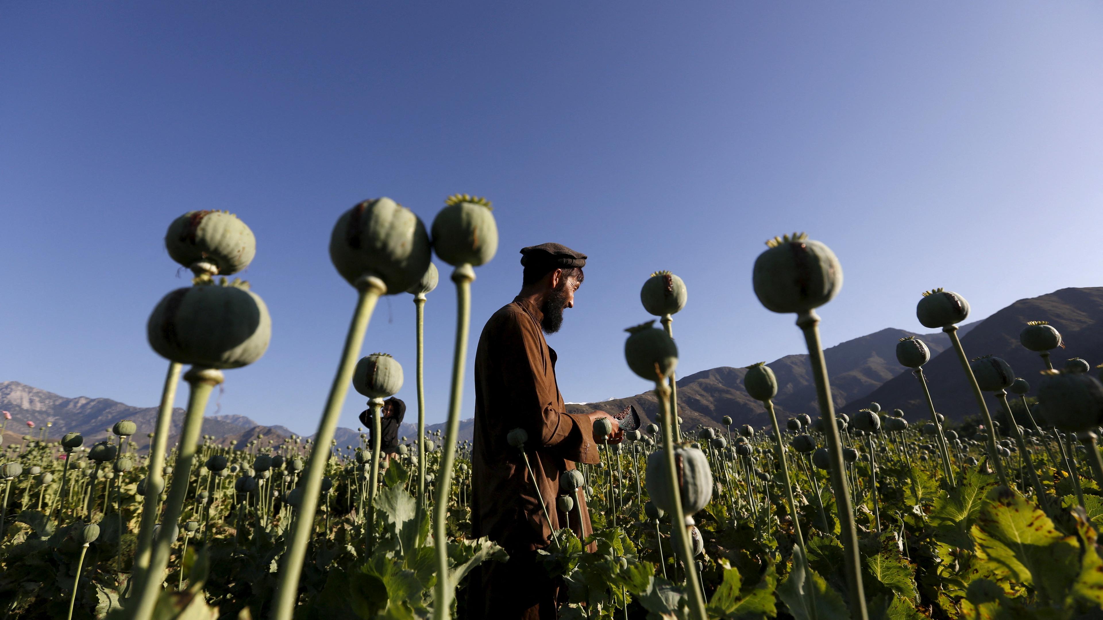An Afghan man works on a poppy field in Nangarhar province, Afghanistan April 20, 2016.