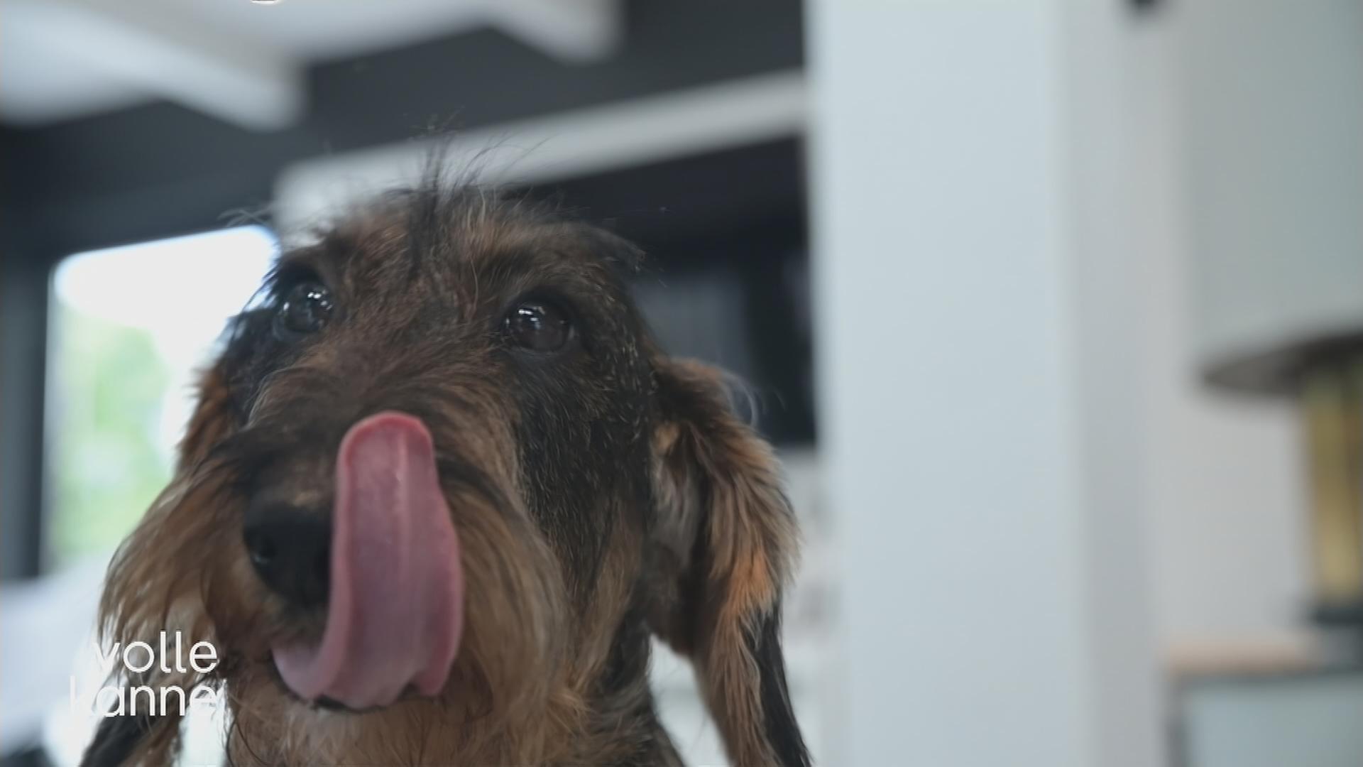 Hundefutter selbst gemacht - Optimale Ernährung für Hunde