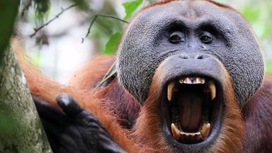 Männlicher Orang-Utan mit aufgerissenem Maul.