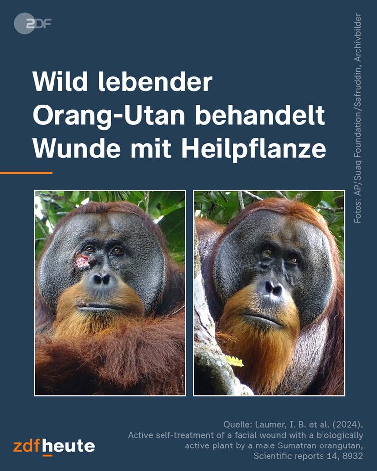 Menschenaffe behandelt seine Wunde selbst: Der Sumatra-Orang-Utan betupfte seine Verletzung mit dem Saft einer Pflanze, die in ganz Südostasien zur Behandlung von Schmerzen und Entzündungen verwendet wird.