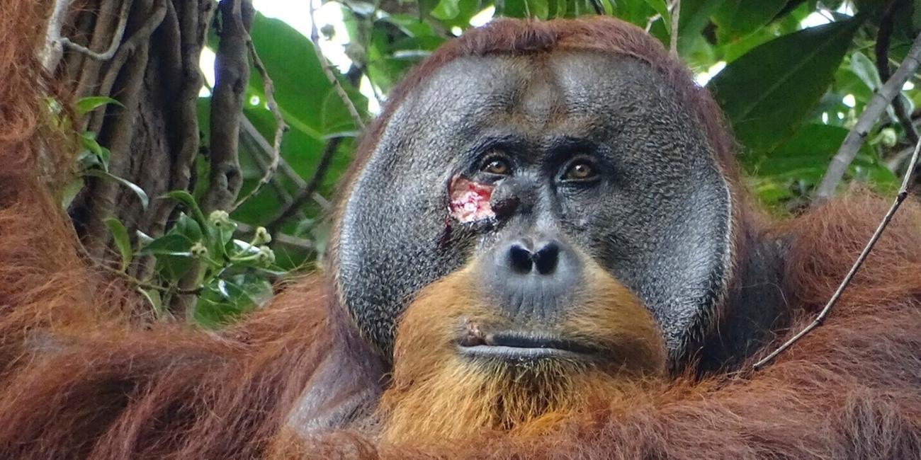 Eine Wunde im Gesicht von Rakus, einem wild lebenden männlichen Sumatra-Orang-Utan im Gunung-Leuser-Nationalpark, Indonesien, am 23.06.2022.