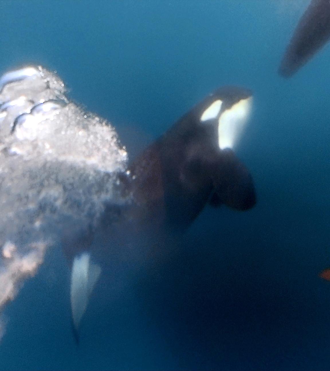 Ein Orca nähert sich 2023 dem Boot von Team Jajo beim Ocean Race vor Gibraltar