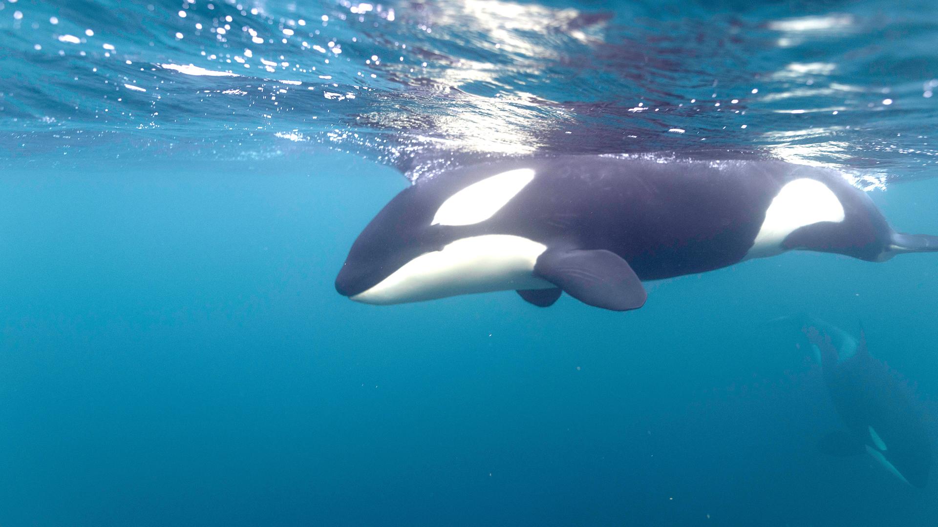 Ein Orca schwimmt ruhig unter der Wasseroberfläche