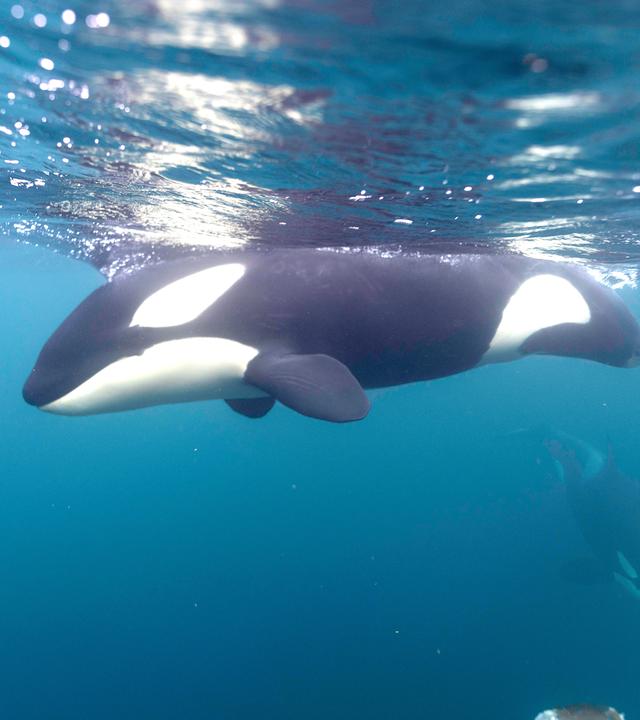 Ein Orca schwimmt ruhig unter der Wasseroberfläche