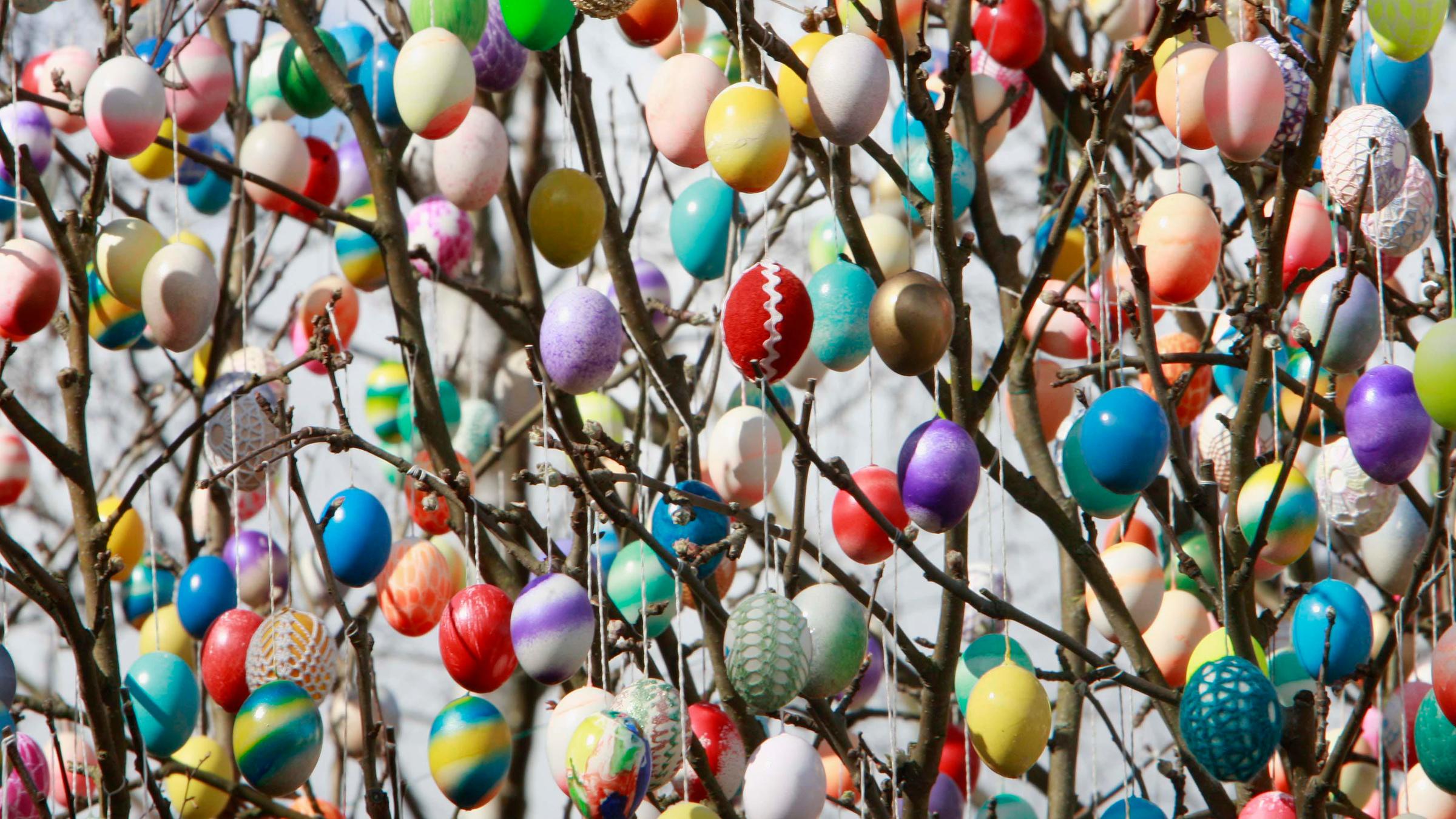 Ganz viele Ostereier hängen an einem Baum im Rostocker Zoo