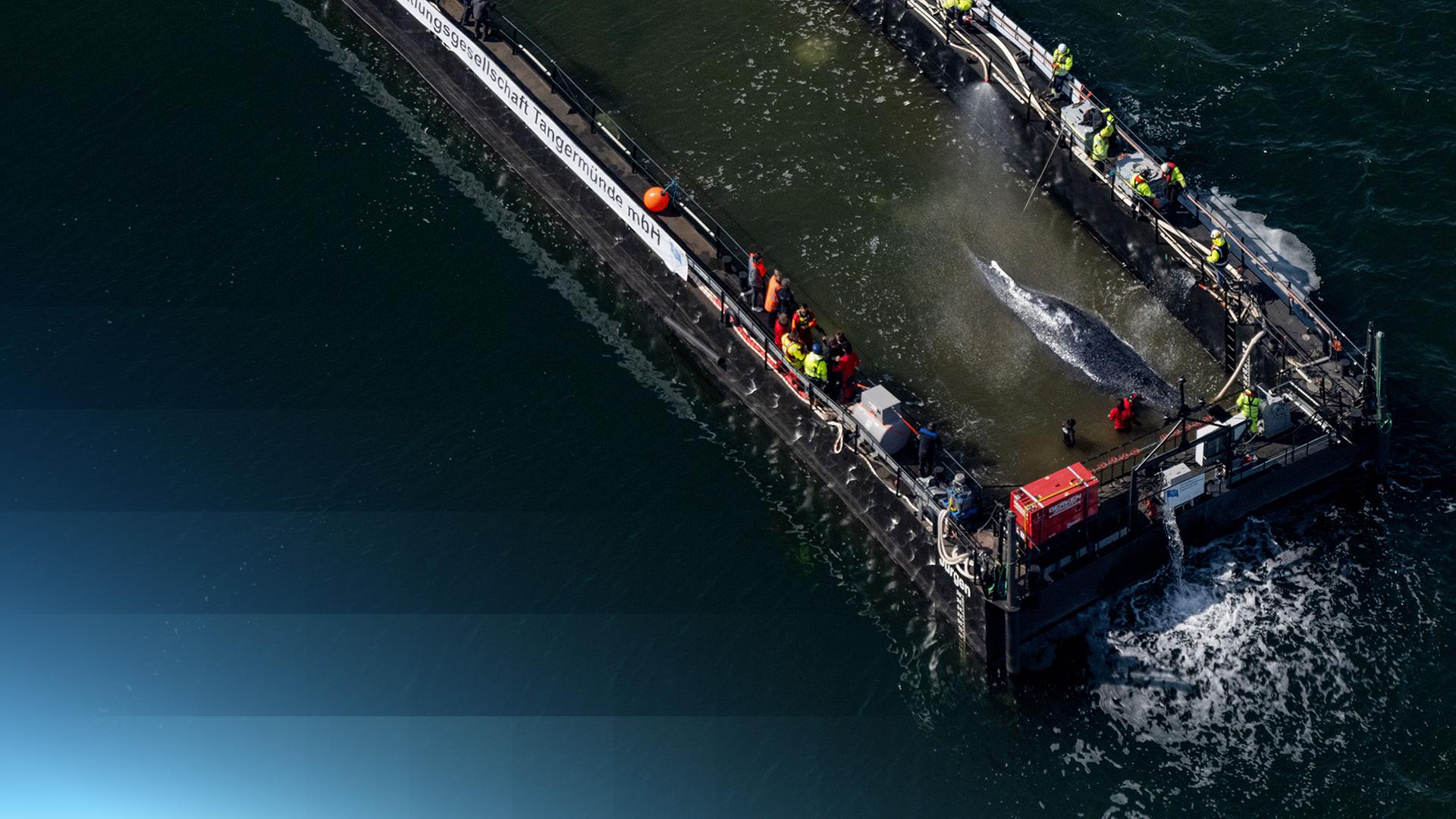 Buckelwal Timmy während des Transports umgeben vom Helferteam