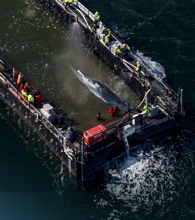Buckelwal Timmy während des Transports umgeben vom Helferteam
