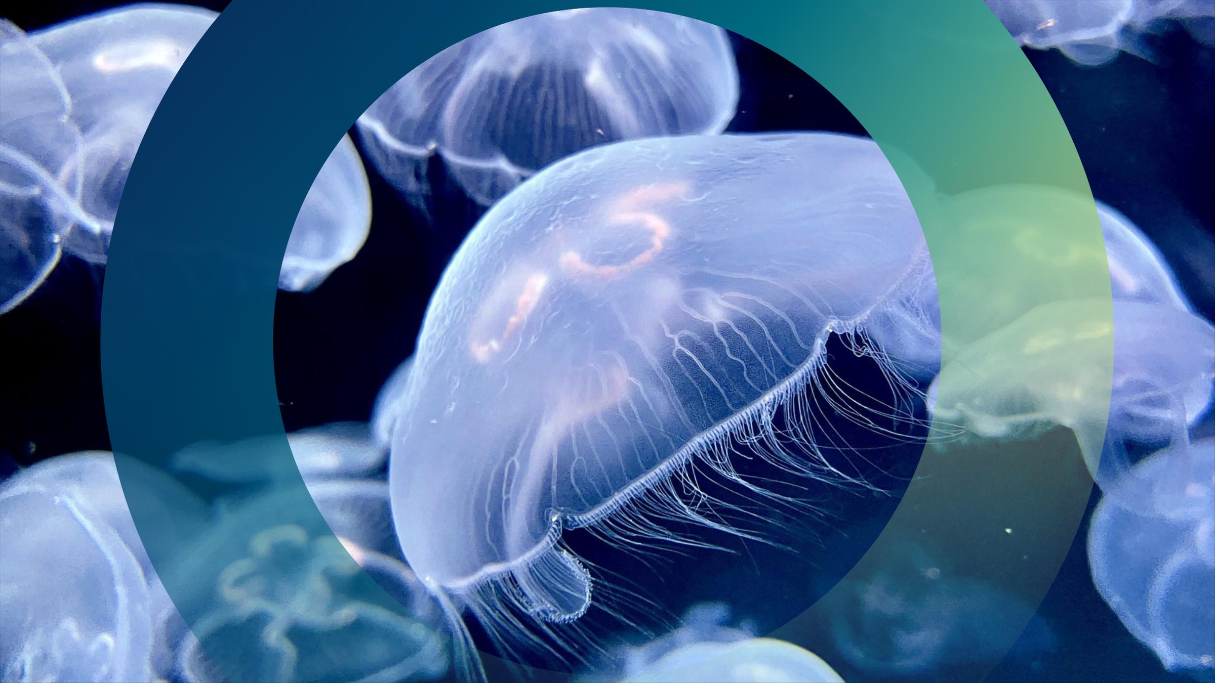 Quallen in der Ostsee