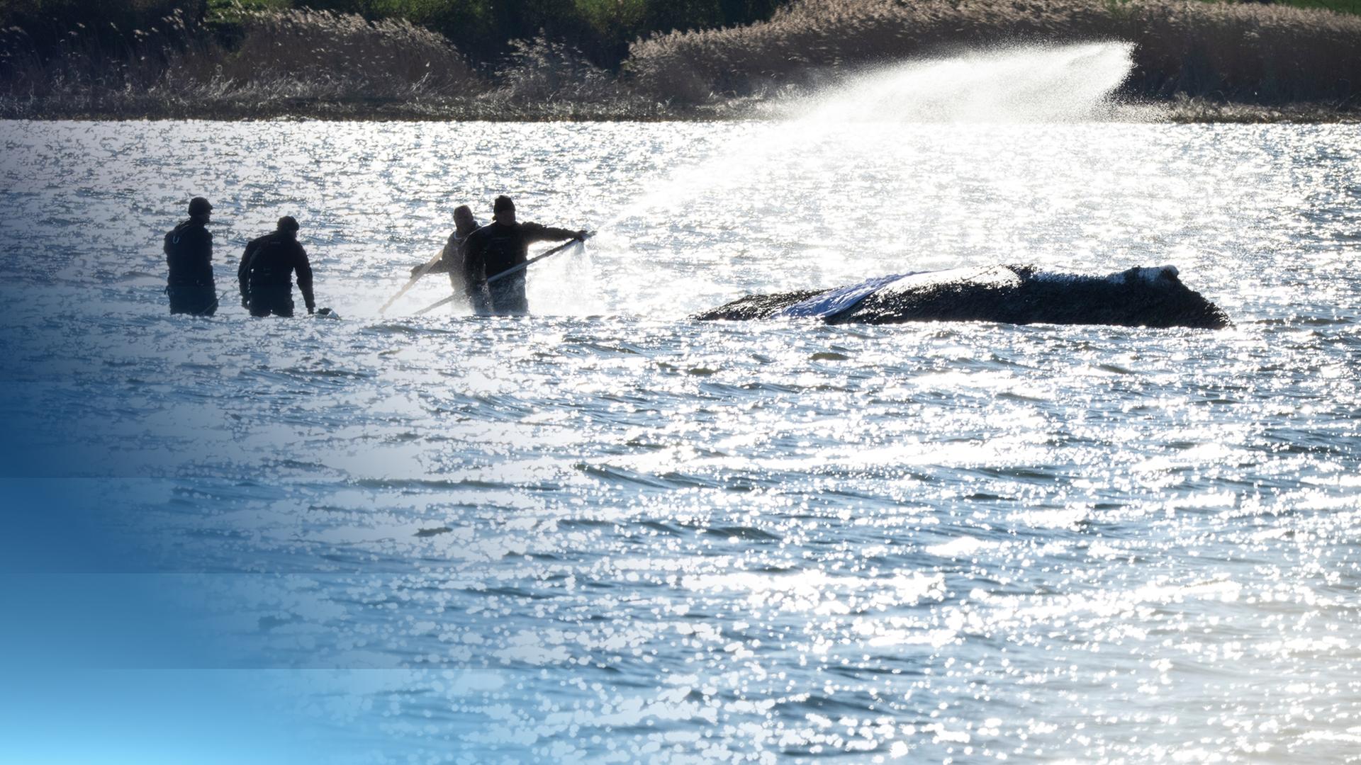 Ostsee-Wal Timmy im flachen Wasser mit Helfern neben ihm, die ihn mit Wasser benetzen.