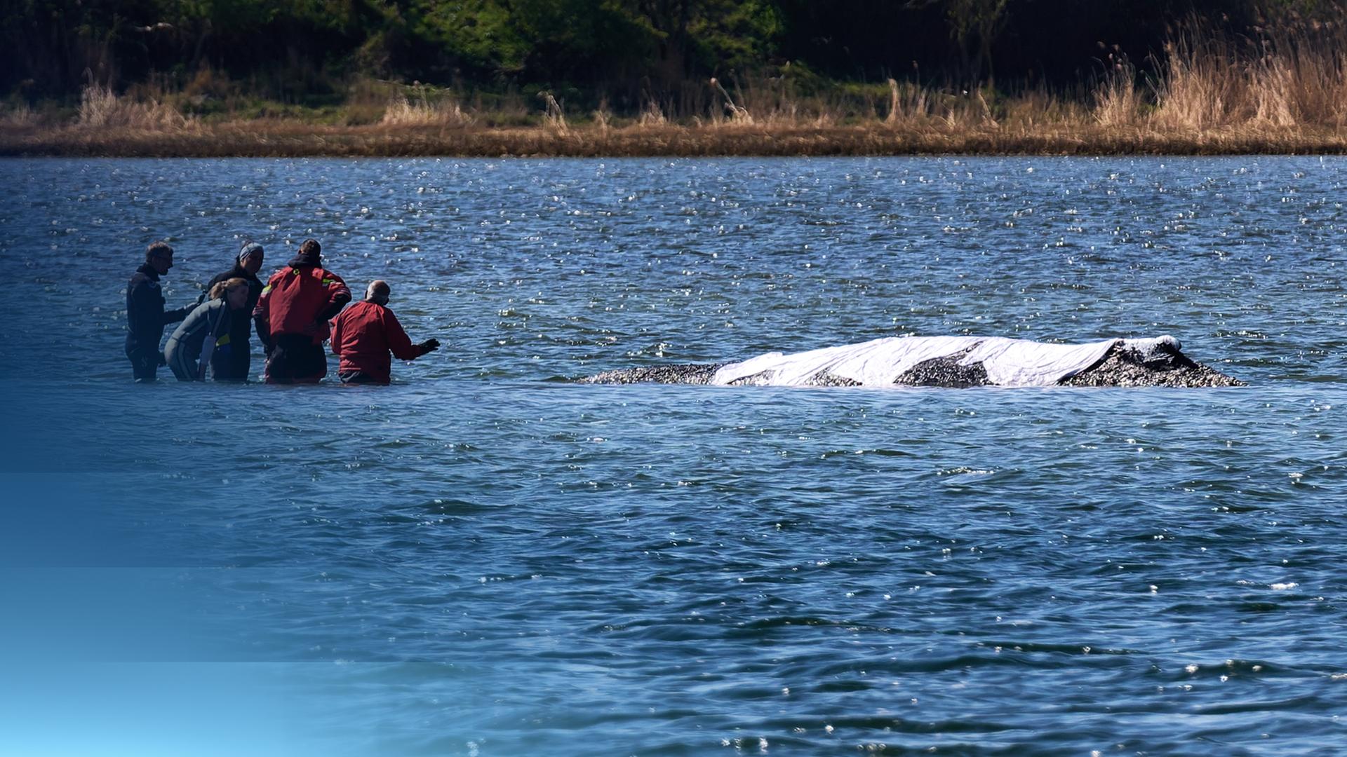 Helferteam neben dem Buckelwal, dessen obere Hälfte aus dem Wasser ragt
