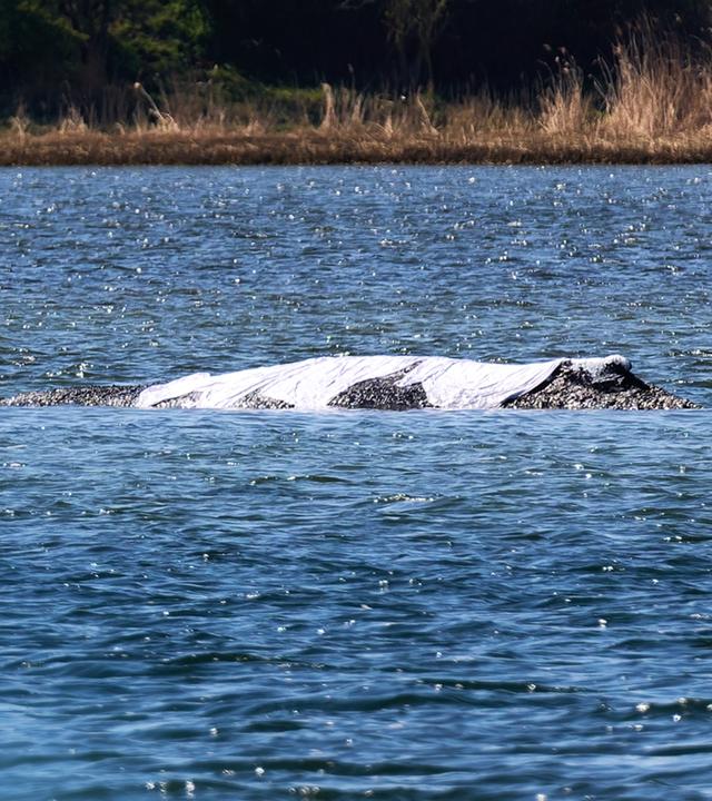 Helferteam neben dem Buckelwal, dessen obere Hälfte aus dem Wasser ragt