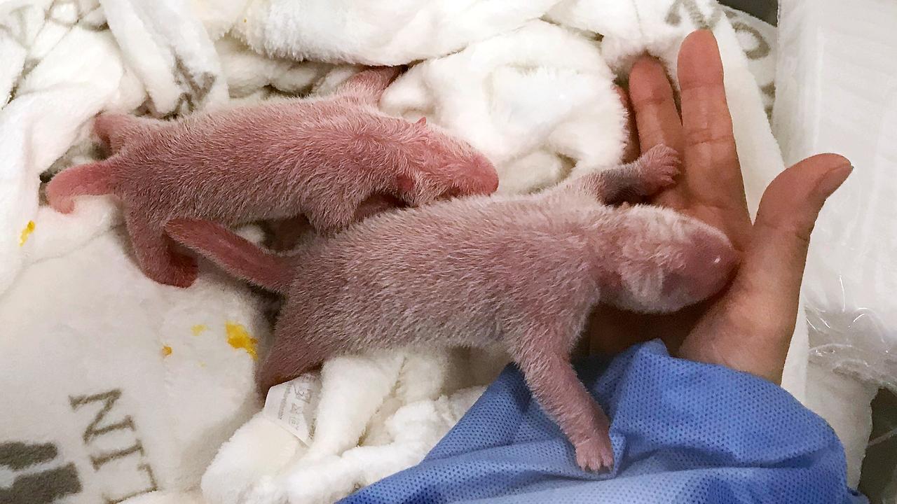 Panda Babys In Berlin Geboren Meng Meng Ist Mama Zdfheute