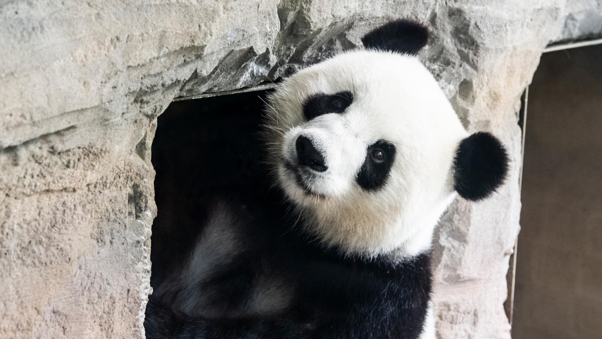 Panda Babys In Berlin Geboren Meng Meng Ist Mama Zdfheute