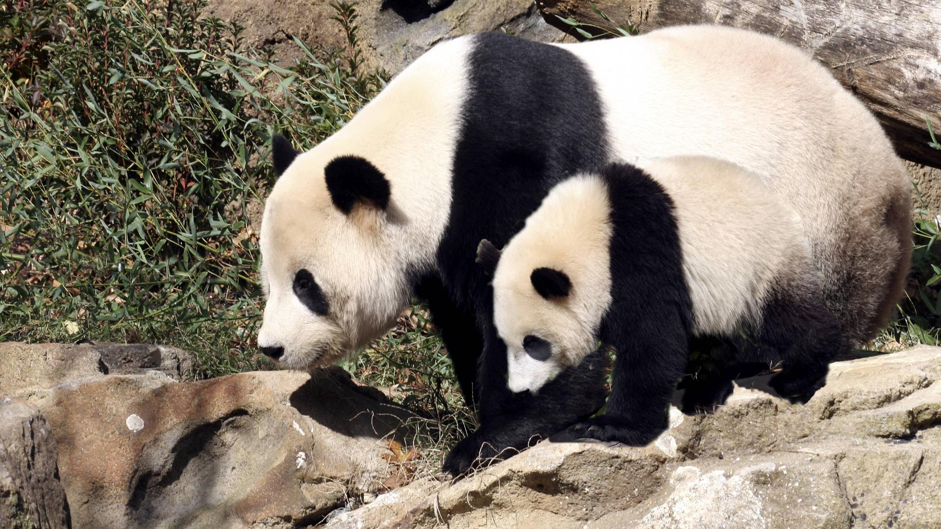 Großer Panda mit Baby