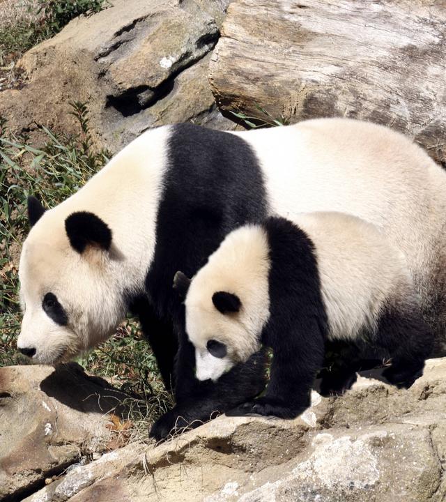 Großer Panda mit Baby