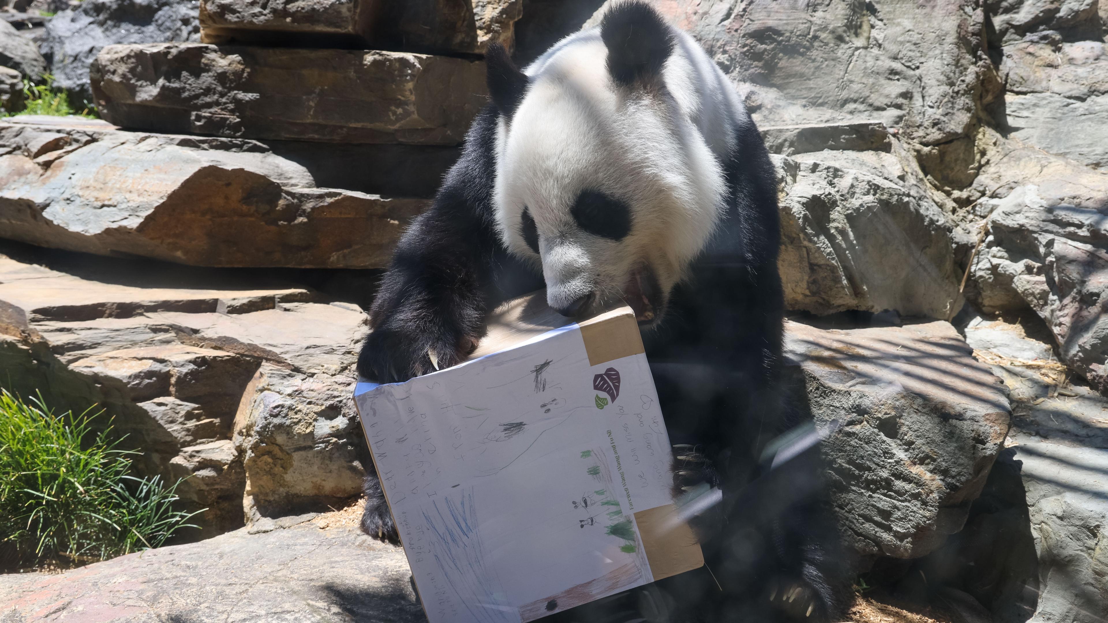 Panda knabbert an Geschenkkarton, auf das ein von Kindern gemaltes Bild geklebt ist.
