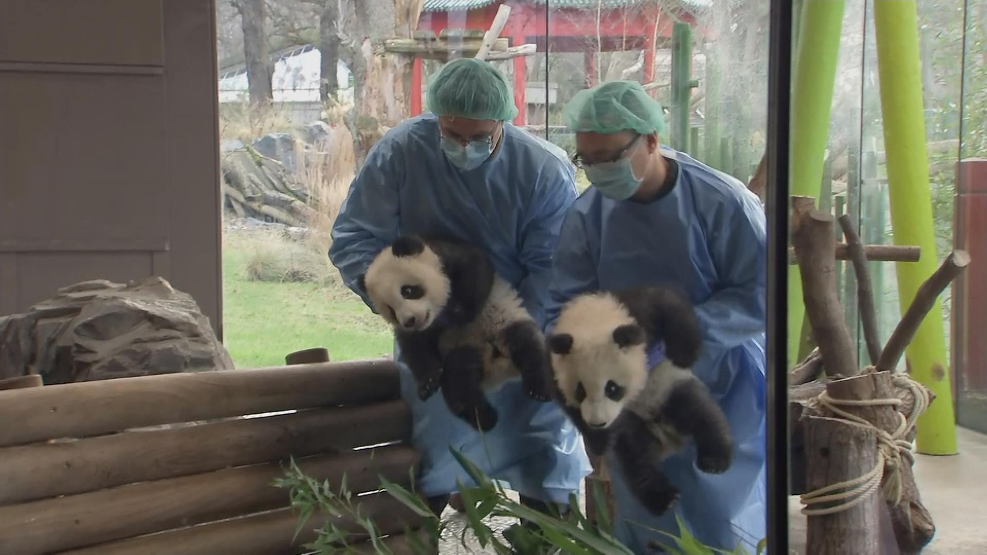 Pfleger tragen zwei kleine Pandas