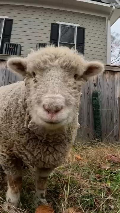 Ein Schaf blickt in die Kamera, während im Hintergrund weitere Schafe umherlaufen.