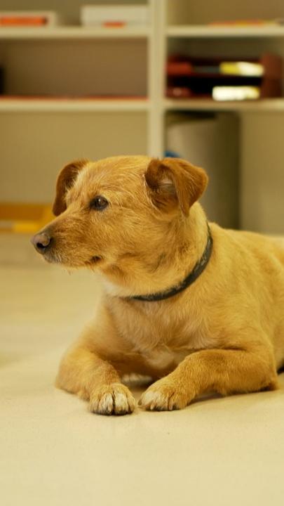 Ein Hund liegt in einer Schulklasse