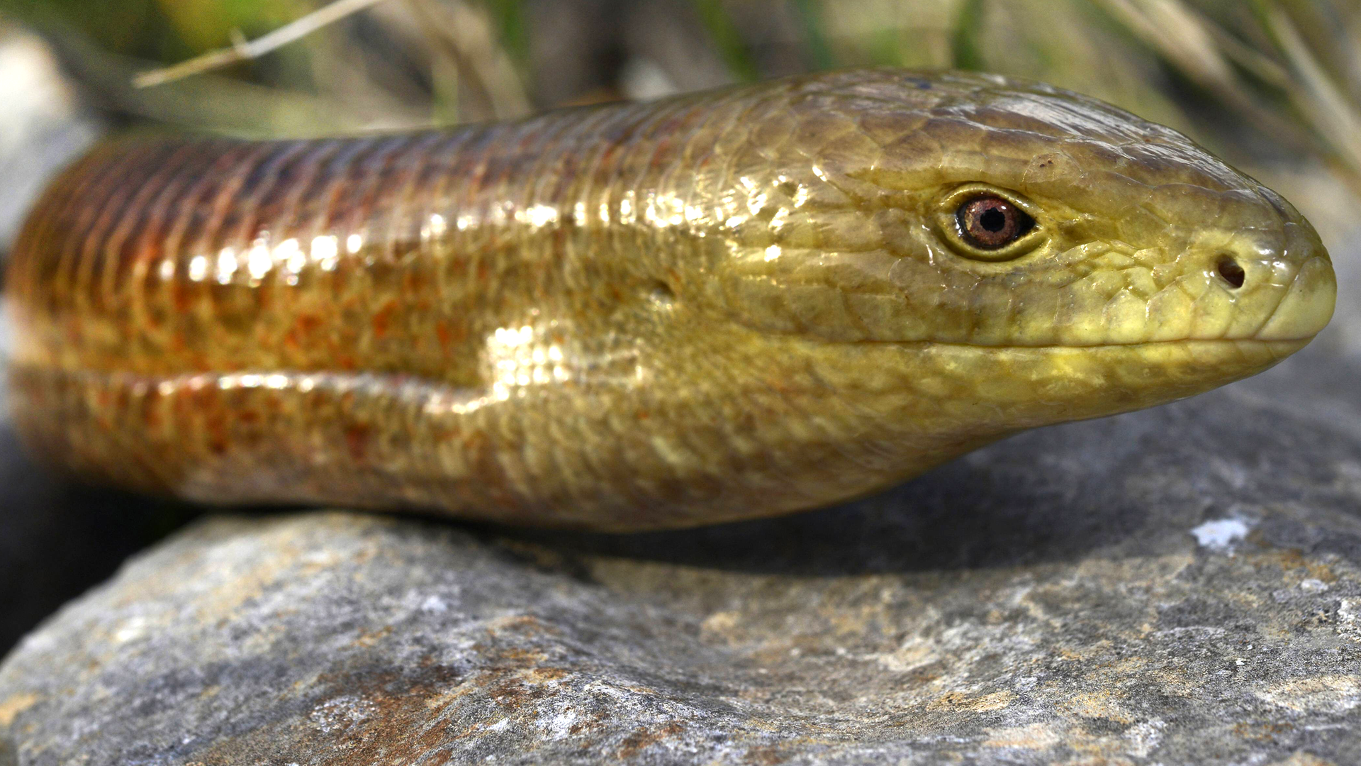 Eine Panzerschleiche liegt auf einem Stein