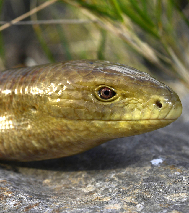 Eine Panzerschleiche liegt auf einem Stein