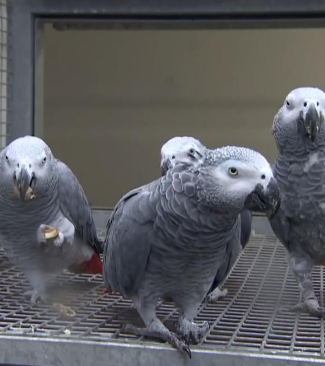 Schimpfende Papageien in Großbritannien