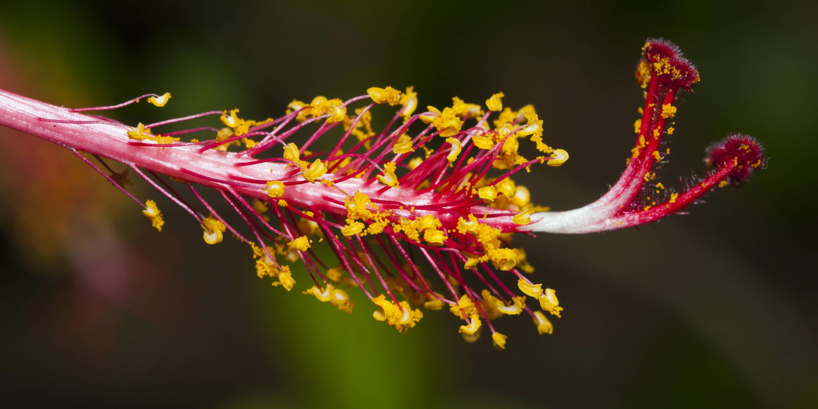 Rote Hibiskusbluete in Papua-Neuguinea