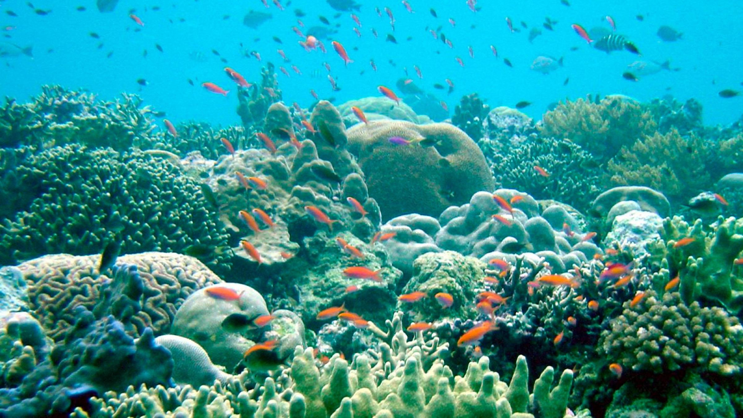 Фото живых организмов. Жак Ив Кусто большой Барьерный риф. Большой Барьерный риф растения. Большой Барьерный риф дно. Обитатели коралловых рифов.