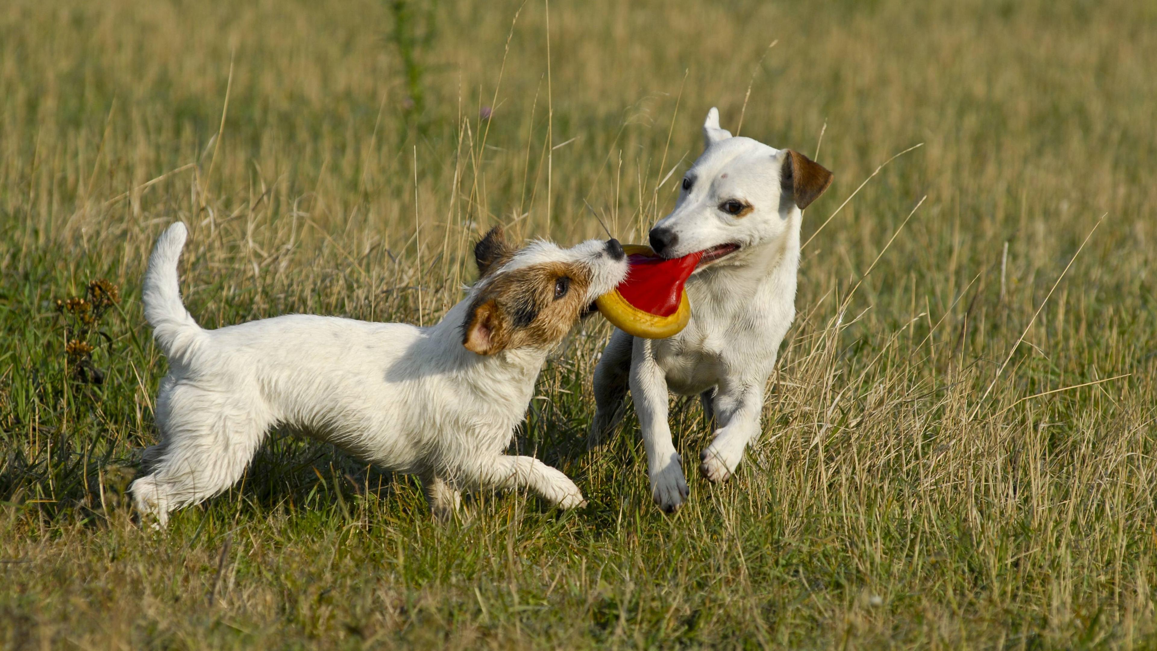 Parson Russell Terrier und Jack Russell Terrier