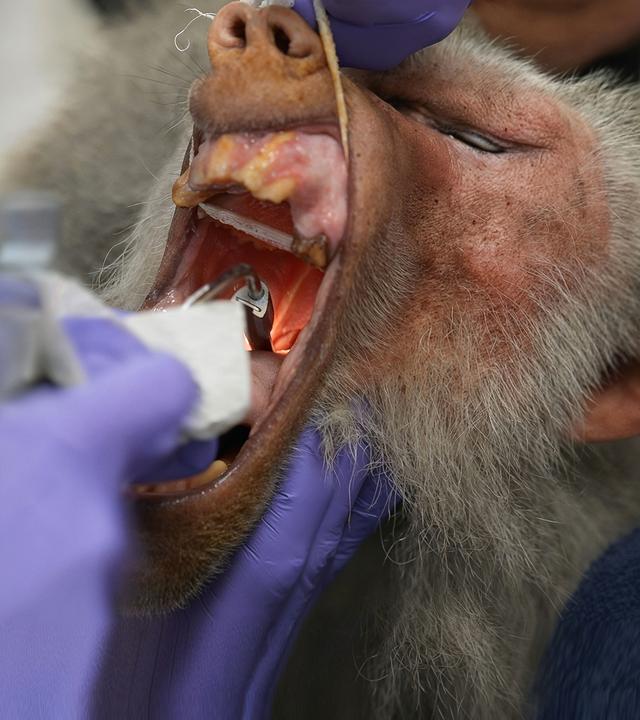 Ein Pavian unter Narkose wird operiert. Er wird mit weit geöffnetem Mund untersucht. Dabei kommen verschiedene Geräte und eine Taschenlampe zum Einsatz.