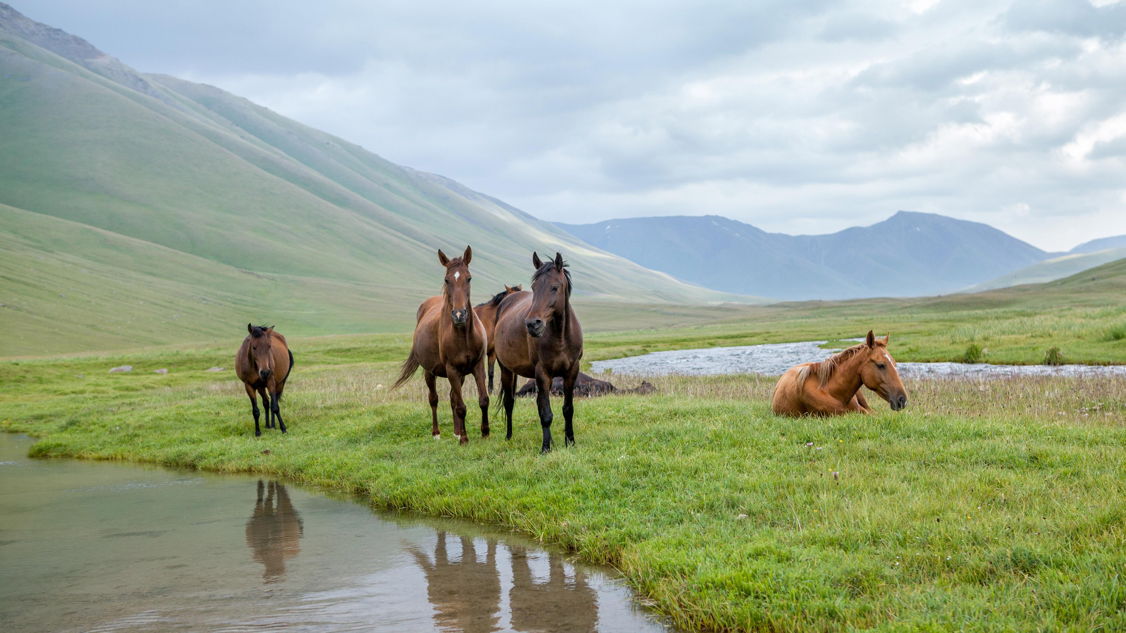 Pferde in Kirgisistan