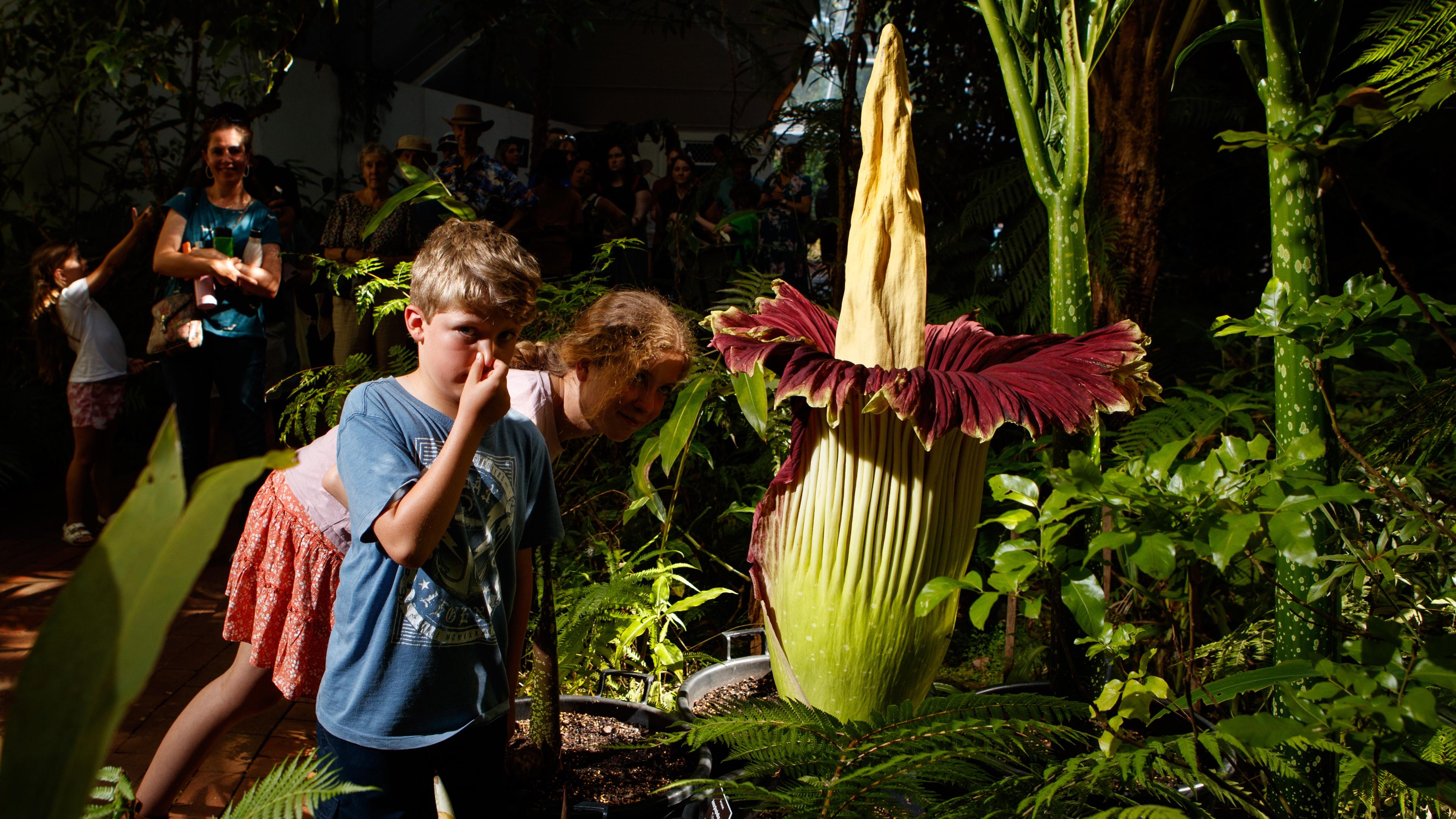 Ein Junge hält sich neben einer großen, pompös aussehenden Pflanze die Nase zu. 