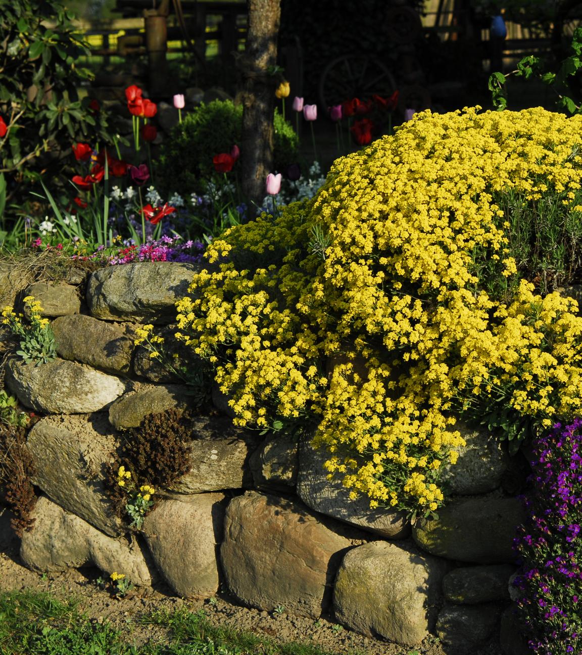 Eine Steinmauer in einem Garten mit diversen Blumen- und Pflanzenarten.