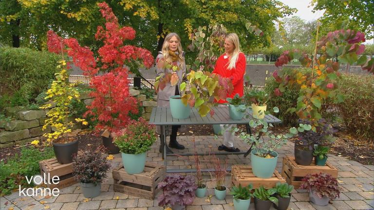 Garten-Expertin Anja Koenzen zeigt welche Pflanzen Farbe in den Garten oder auf den Balkon bringen