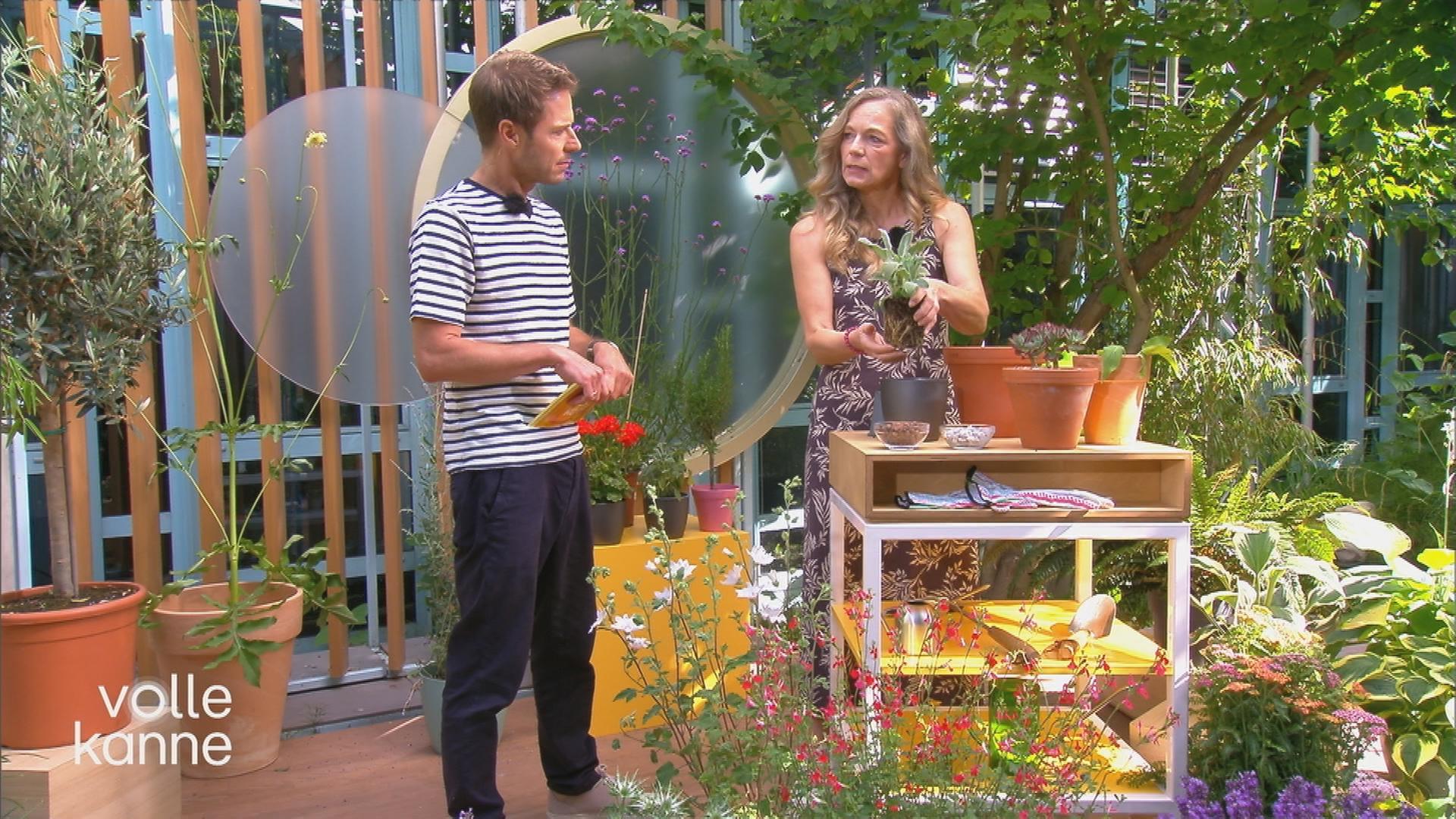 Pflanzen-Tipps bei Trockenheit