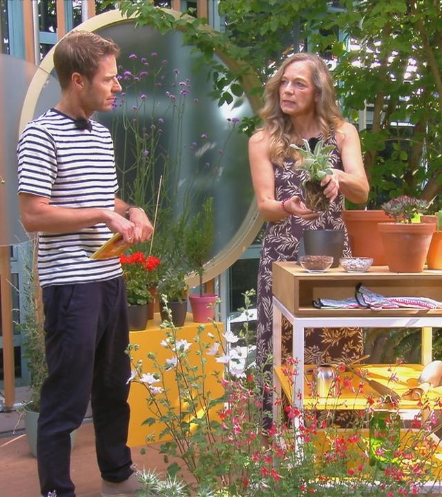 Pflanzen-Tipps bei Trockenheit