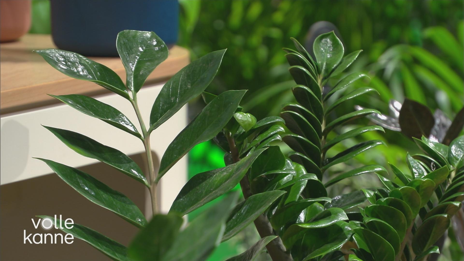 Eine Pflanze in einem Topf