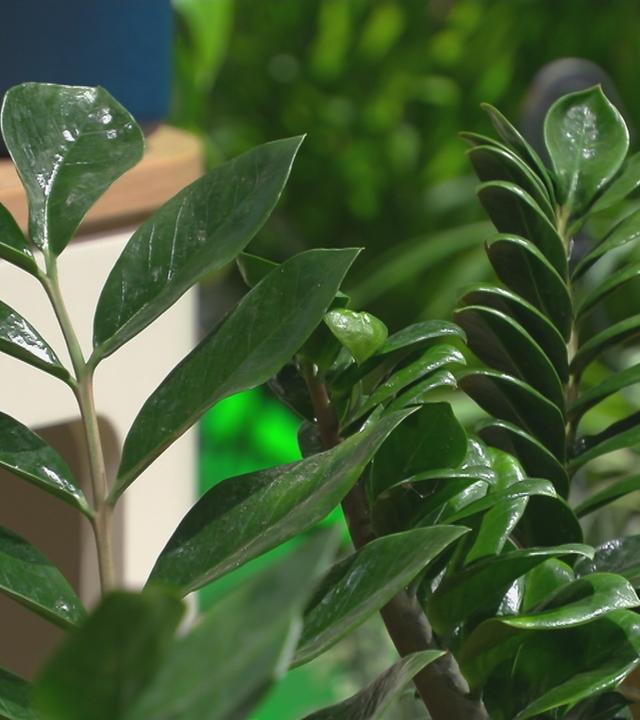 Eine Pflanze in einem Topf