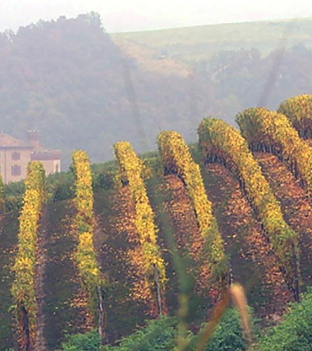 Das Bild zeigt eine malerische Weinlandschaft im Piemont, Italien. Im Vordergrund verlaufen mehrere Reihen von Weinreben, die herbstlich gefärbt sind, mit gelben und grünen Blättern. Die Reben sind in einem sanften, geschwungenen Muster angelegt, das die Linien des Hügels nachzeichnet.  Im Hintergrund ist ein großes, historisches Gebäude zu sehen, das mit seiner eleganten Architektur und mehreren Fenstern auffällt. Es scheint sich um ein Weingut oder ein landwirtschaftliches Anwesen zu handeln. Hinter diesem Gebäude sind noch weitere sanfte Hügel zu erkennen, die die Landschaft umgeben. Einige Baukräne deuten darauf hin, dass in der Nähe Bauarbeiten stattfinden.  Die gesamte Szene vermittelt eine ruhige, ländliche Atmosphäre, die von den sanften Farben und der natürlichen Schönheit der Umgebung geprägt ist. Die Sicht ist leicht dunstig, was dem Bild einen sanften, träumerischen Effekt verleiht.