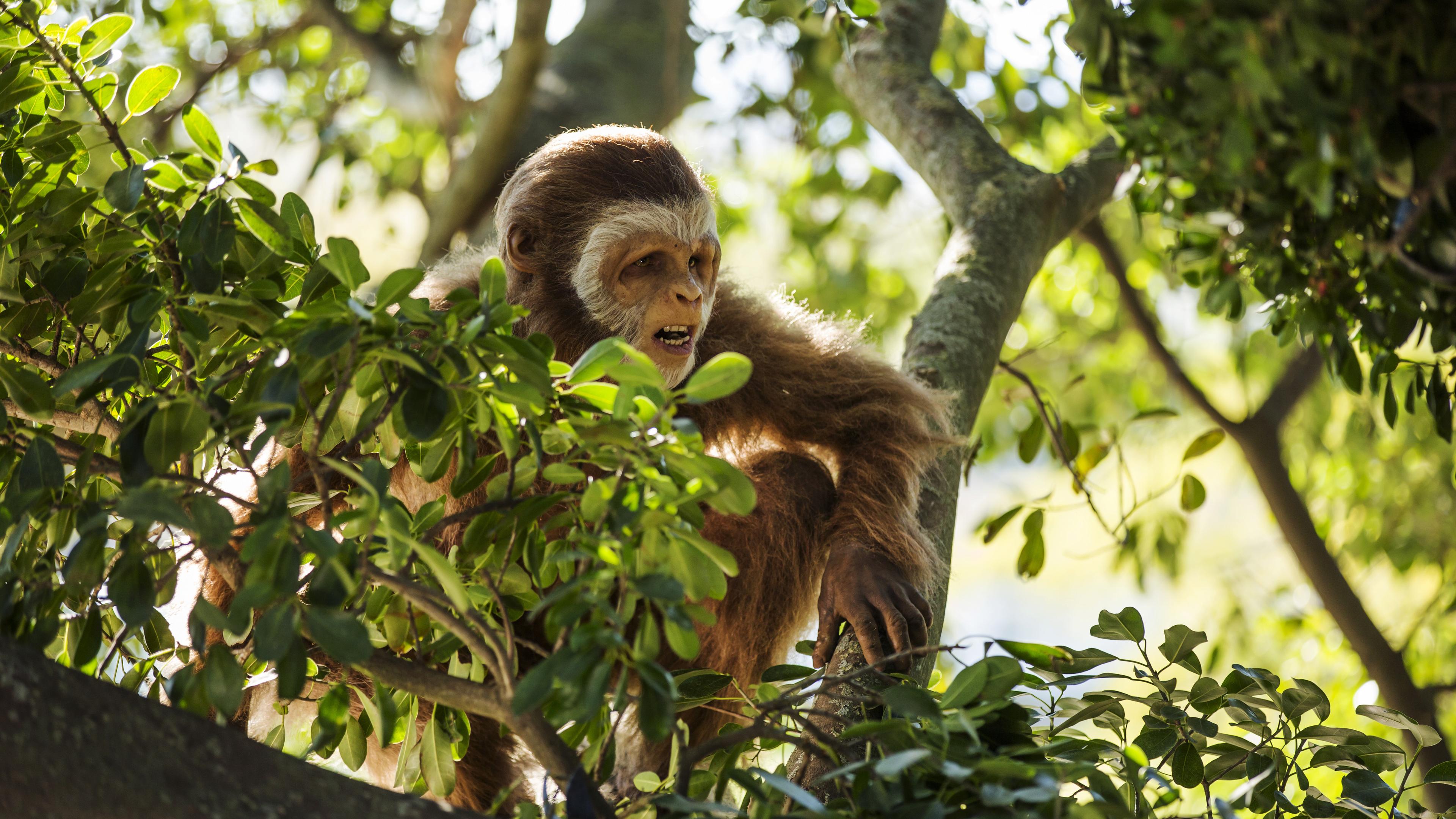 Pierolapithecus sitzt auf einem Ast