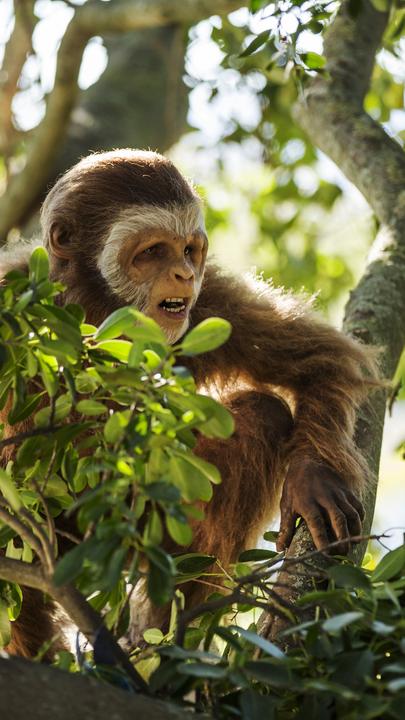 Pierolapithecus sitzt auf einem Ast