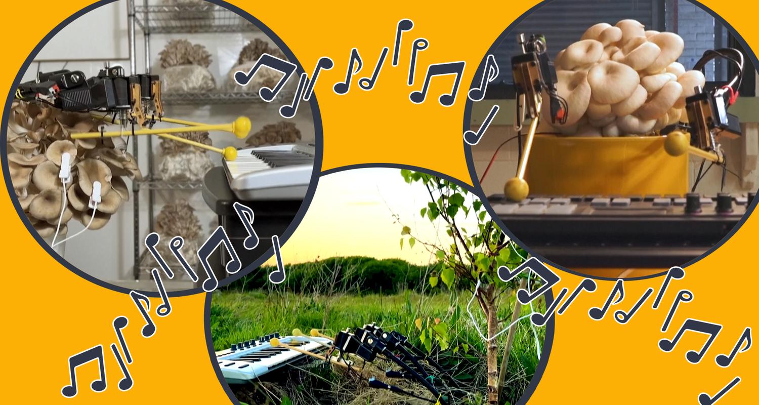 Pilze und Pflanzen machen Musik