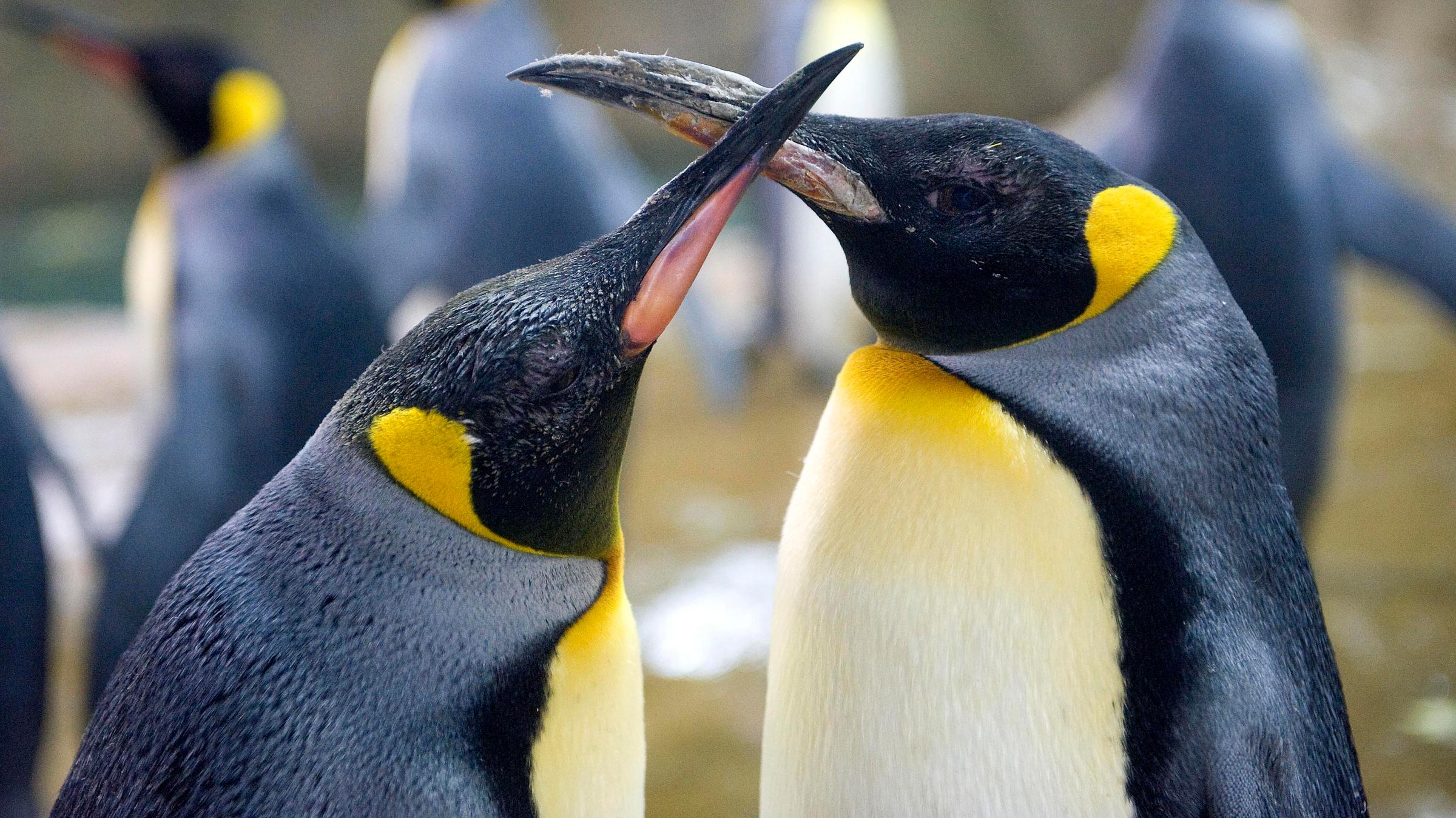 Wo leben Pinguine? Pinguinarten und Lebensraum